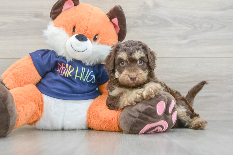 Small Cockapoo Baby