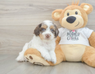 7 week old Cockapoo Puppy For Sale - Puppy Love PR