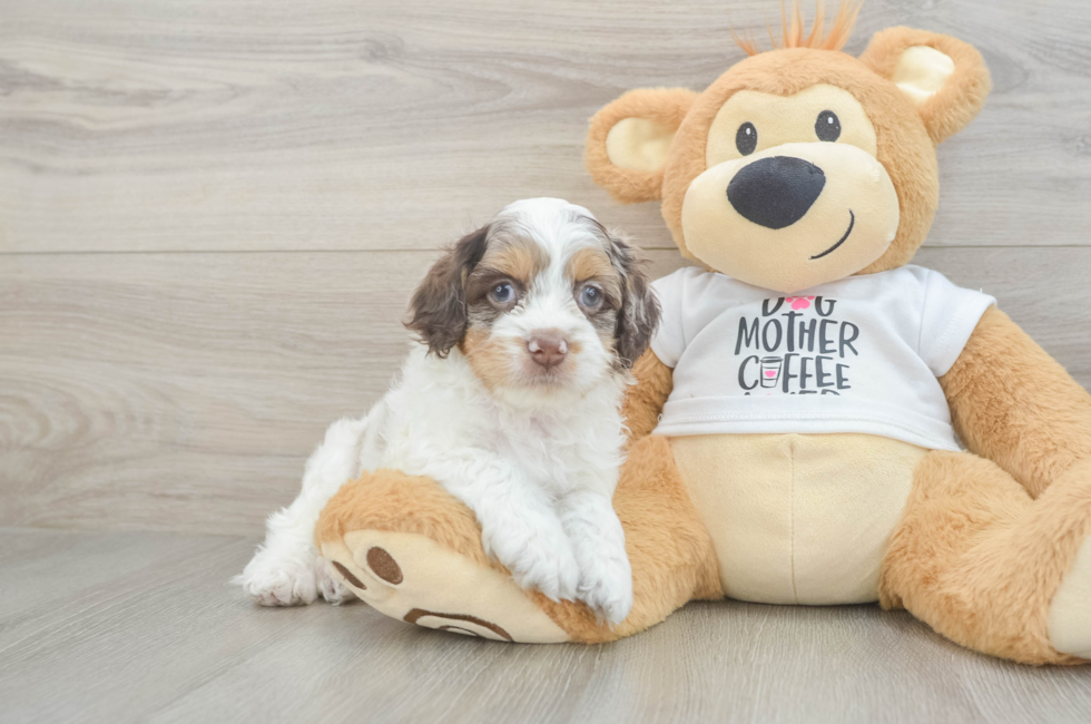 5 week old Cockapoo Puppy For Sale - Puppy Love PR