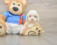 8 week old Cockapoo Puppy For Sale - Puppy Love PR
