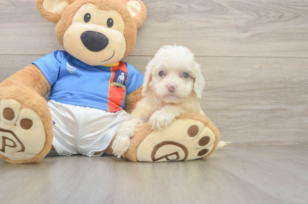 5 week old Cockapoo Puppy For Sale - Puppy Love PR