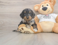 6 week old Cockapoo Puppy For Sale - Puppy Love PR