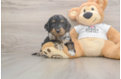 Funny Cockapoo Poodle Mix Pup