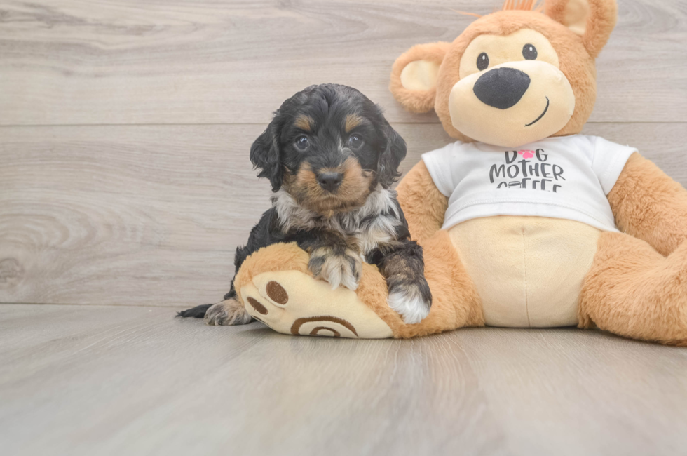 5 week old Cockapoo Puppy For Sale - Puppy Love PR