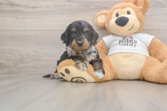 Funny Cockapoo Poodle Mix Pup