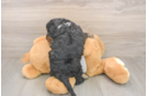 Playful Cocker Doodle Poodle Mix Puppy