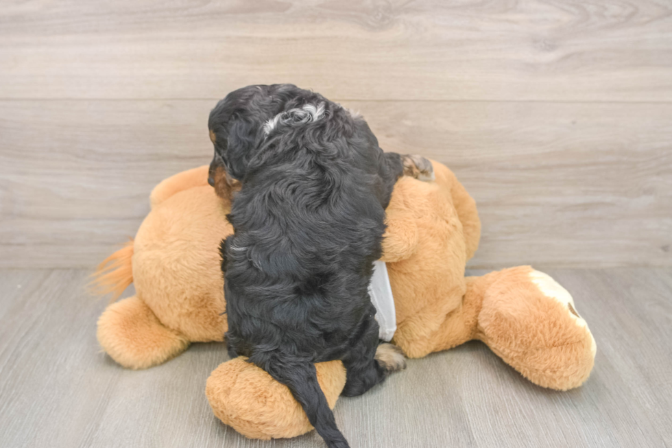 Playful Cocker Doodle Poodle Mix Puppy