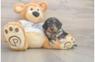 Cockapoo Puppy for Adoption