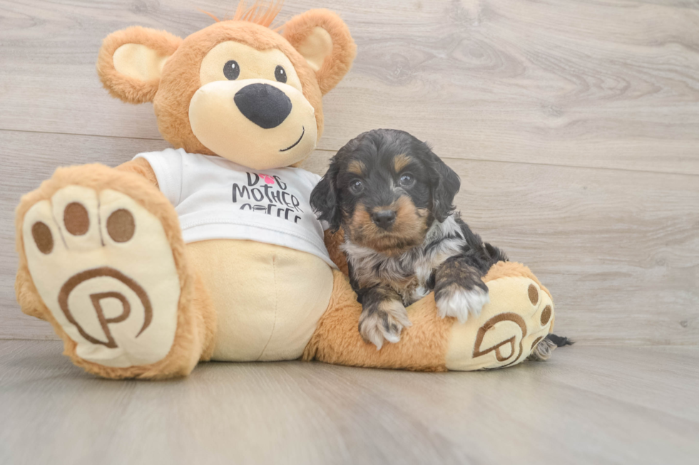 Cockapoo Puppy for Adoption