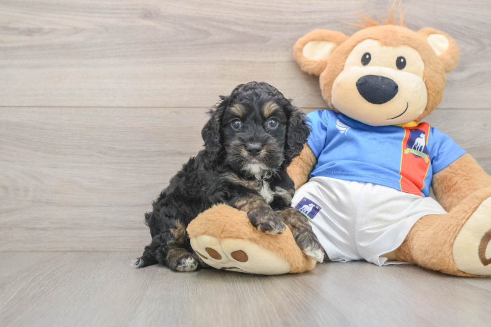 Cockapoo Puppy for Adoption