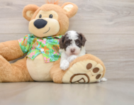 5 week old Cockapoo Puppy For Sale - Puppy Love PR