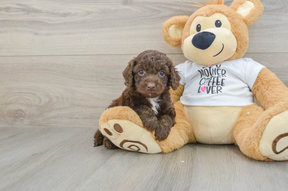 5 week old Cockapoo Puppy For Sale - Puppy Love PR