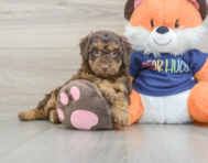 8 week old Cockapoo Puppy For Sale - Puppy Love PR