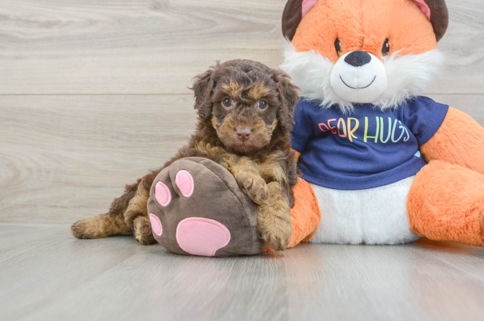 6 week old Cockapoo Puppy For Sale - Puppy Love PR