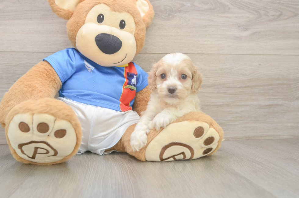 5 week old Cockapoo Puppy For Sale - Puppy Love PR