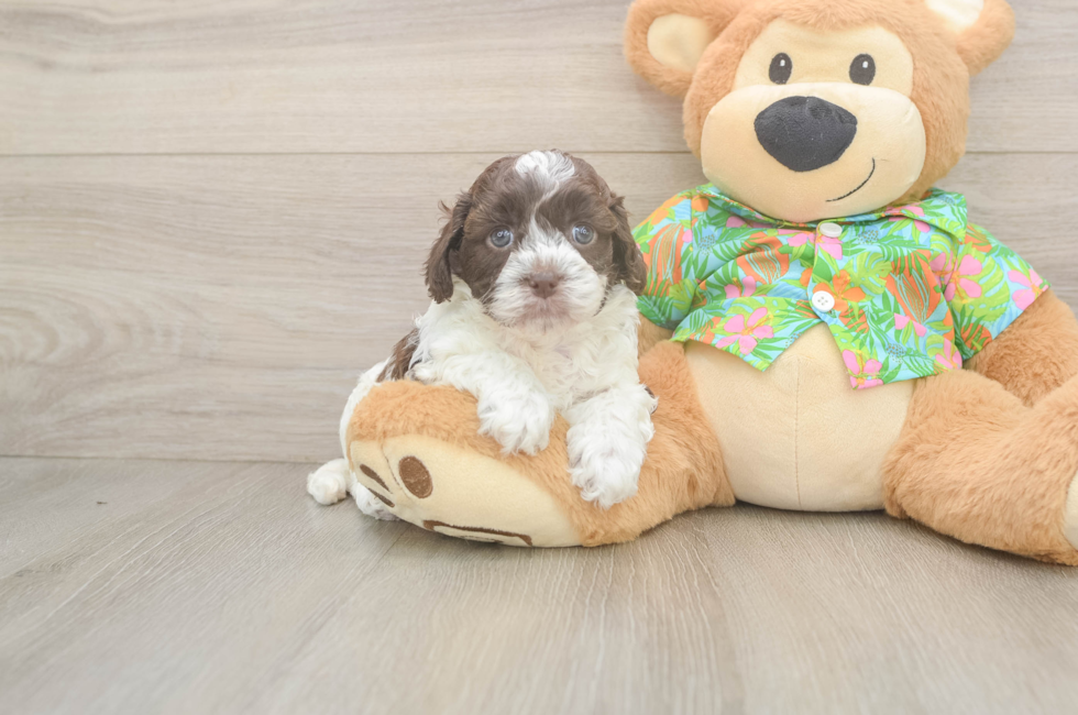 5 week old Cockapoo Puppy For Sale - Puppy Love PR
