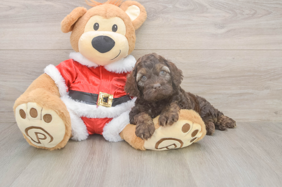 5 week old Cockapoo Puppy For Sale - Puppy Love PR