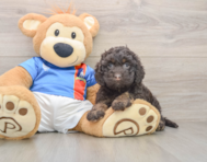 7 week old Cockapoo Puppy For Sale - Puppy Love PR
