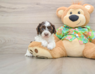 5 week old Cockapoo Puppy For Sale - Puppy Love PR