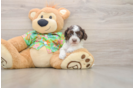 Adorable Cocker Doodle Poodle Mix Puppy