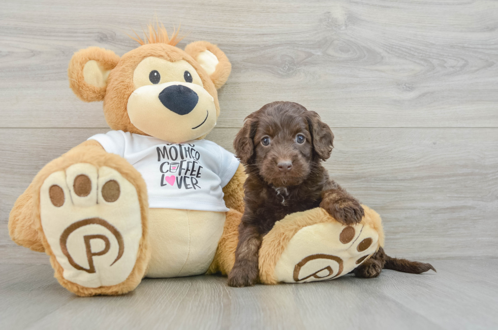 5 week old Cockapoo Puppy For Sale - Puppy Love PR