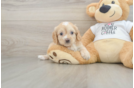 Smart Cockapoo Poodle Mix Pup