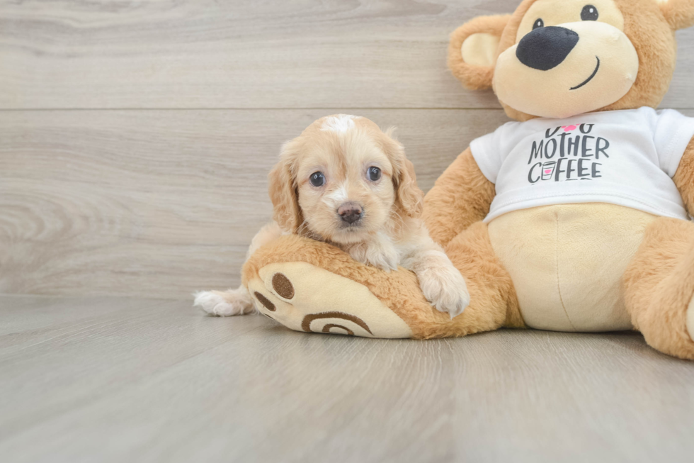 Smart Cockapoo Poodle Mix Pup