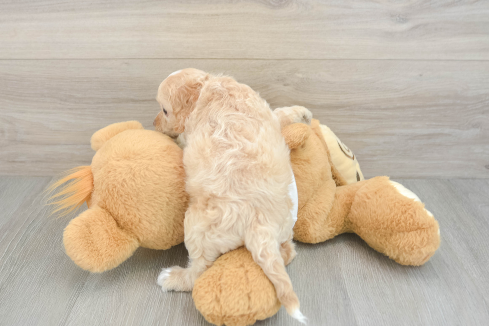 Cockapoo Pup Being Cute