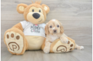 Cockapoo Pup Being Cute