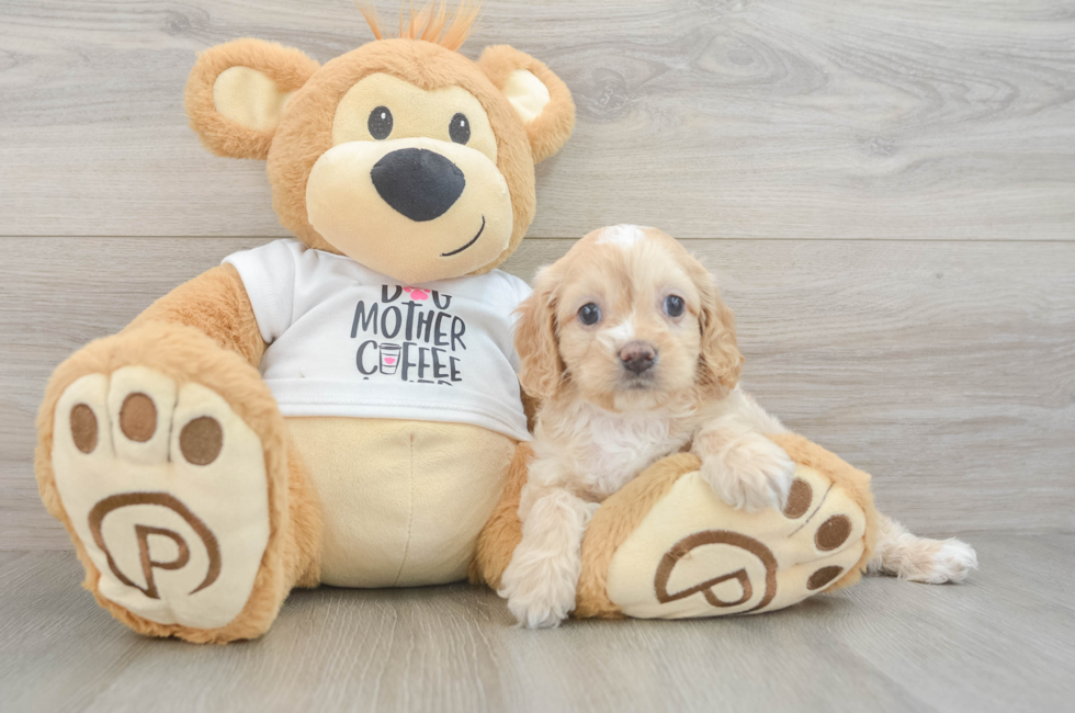 5 week old Cockapoo Puppy For Sale - Puppy Love PR