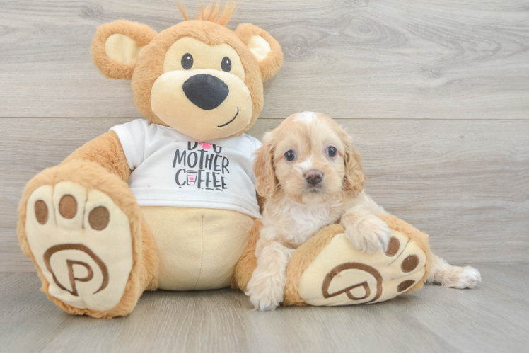 Meet Aliya - our Cockapoo Puppy Photo 1/3 - Puppy Love PR Cockapoo Pup Being Cute