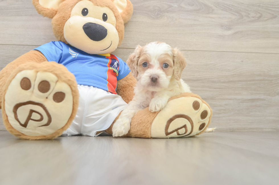 5 week old Cockapoo Puppy For Sale - Puppy Love PR