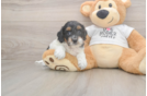Playful Cocker Doodle Poodle Mix Puppy