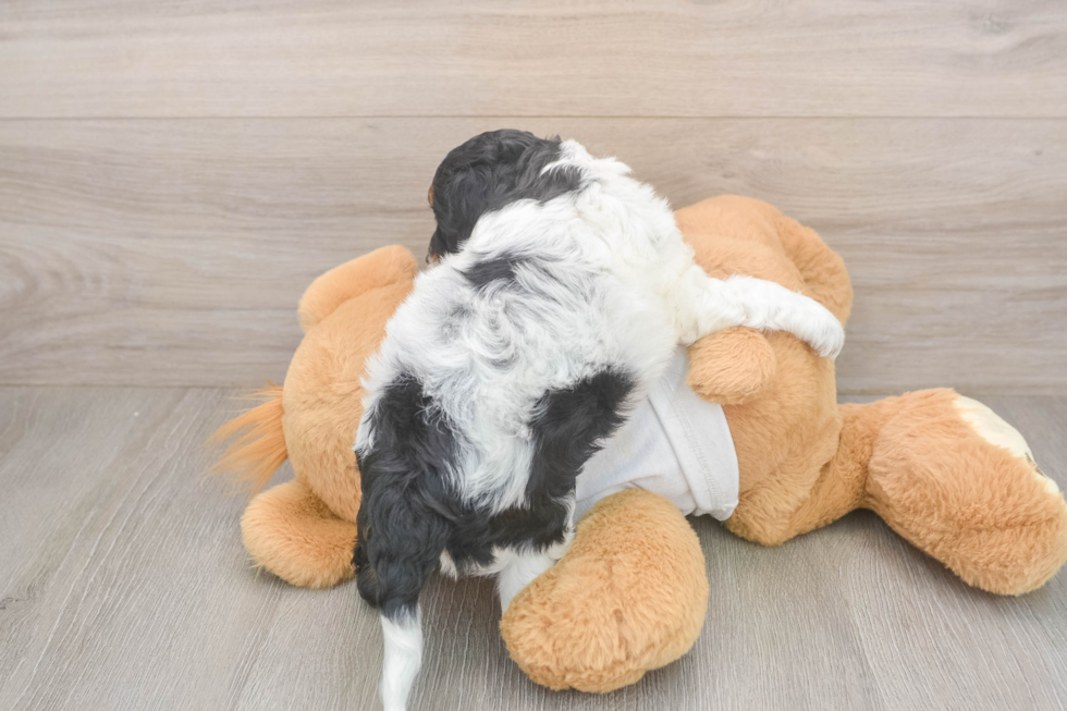 Best Cockapoo Baby