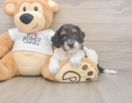 6 week old Cockapoo Puppy For Sale - Puppy Love PR