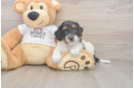 Cockapoo Puppy for Adoption
