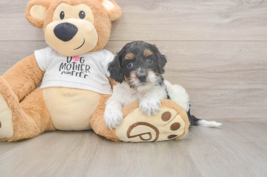 Cockapoo Puppy for Adoption