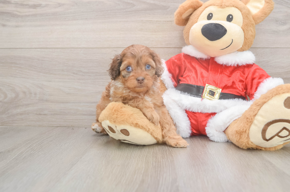 5 week old Cockapoo Puppy For Sale - Puppy Love PR