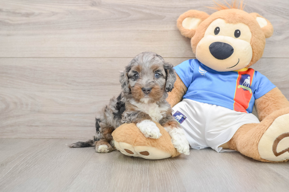 Cute Cockapoo Baby