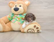 5 week old Cockapoo Puppy For Sale - Puppy Love PR
