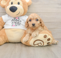 8 week old Cockapoo Puppy For Sale - Puppy Love PR