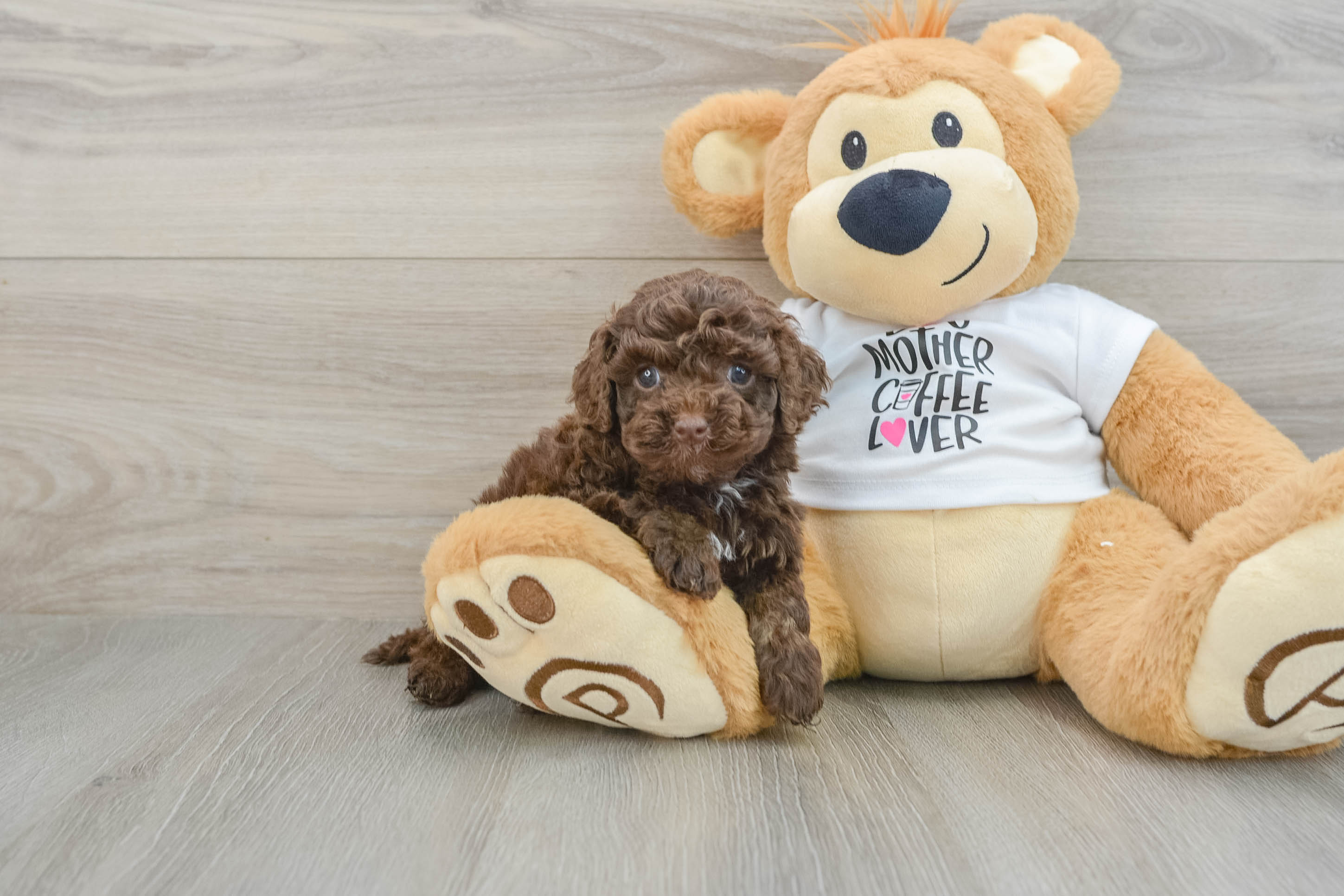 Adorable Cocker Doodle Poodle Mix Puppy