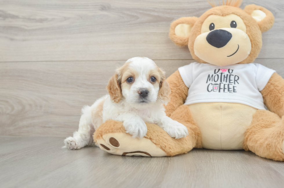 5 week old Cockapoo Puppy For Sale - Puppy Love PR