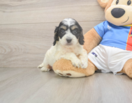 8 week old Cockapoo Puppy For Sale - Puppy Love PR