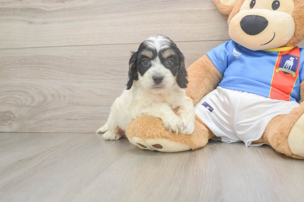 5 week old Cockapoo Puppy For Sale - Puppy Love PR