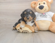 6 week old Cockapoo Puppy For Sale - Puppy Love PR