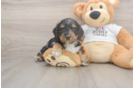 Cute Cockapoo Baby