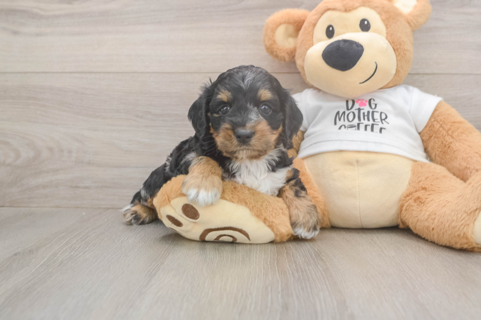 Cute Cockapoo Baby