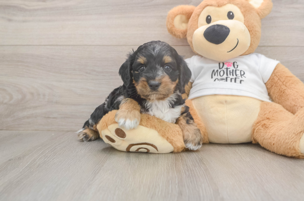5 week old Cockapoo Puppy For Sale - Puppy Love PR