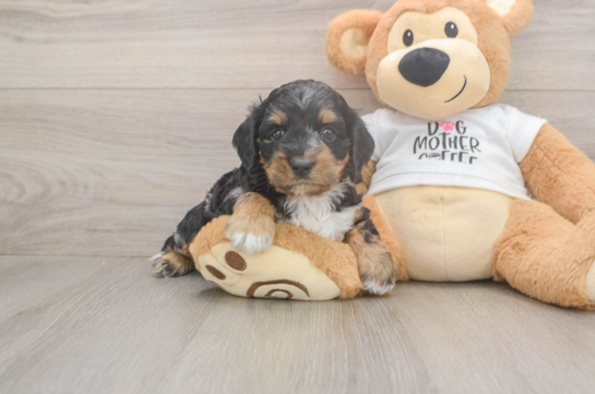 Cute Cockapoo Baby
